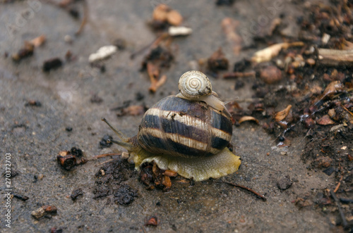 Little snail on the top of big snail shell. Two friendly snails