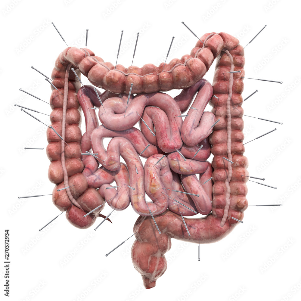 Human Intestines" Images – Browse 86 Stock Photos, Vectors, and Video |  Adobe Stock