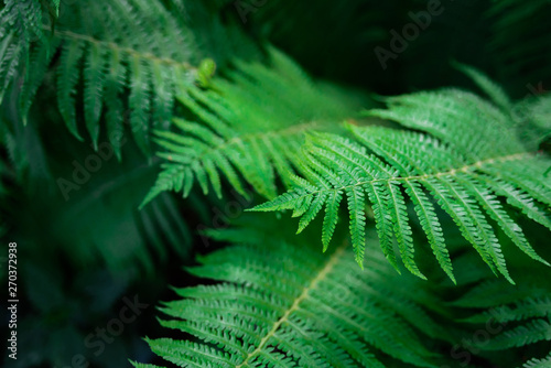 Growing fern leaves