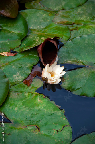 Water Lily Growing in a Pond photo