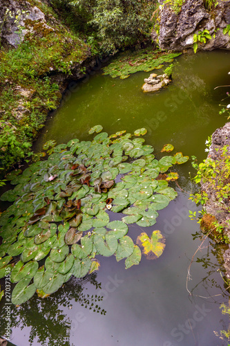 Water Lily Growing in a Pond photo