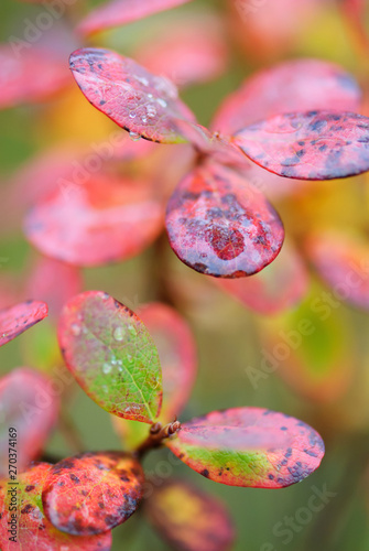 Bog bilberry (Vaccinium uliginosum) leaves in autumn colors