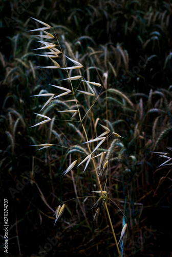 Detail of plant in wheat field
