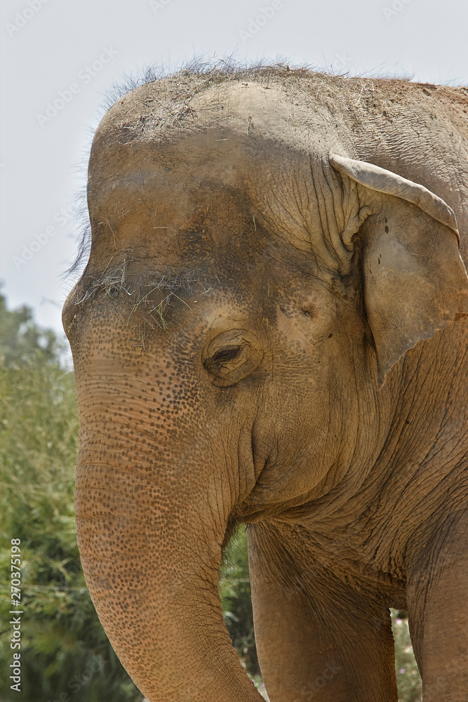 Close up of the head of an elephant