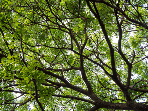 Looking up canopy of giant tree (Samanea saman) with branch in university campus, Thailand.