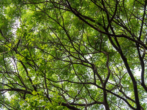 Looking up canopy of giant tree  Samanea saman  with branch in university campus  Thailand.