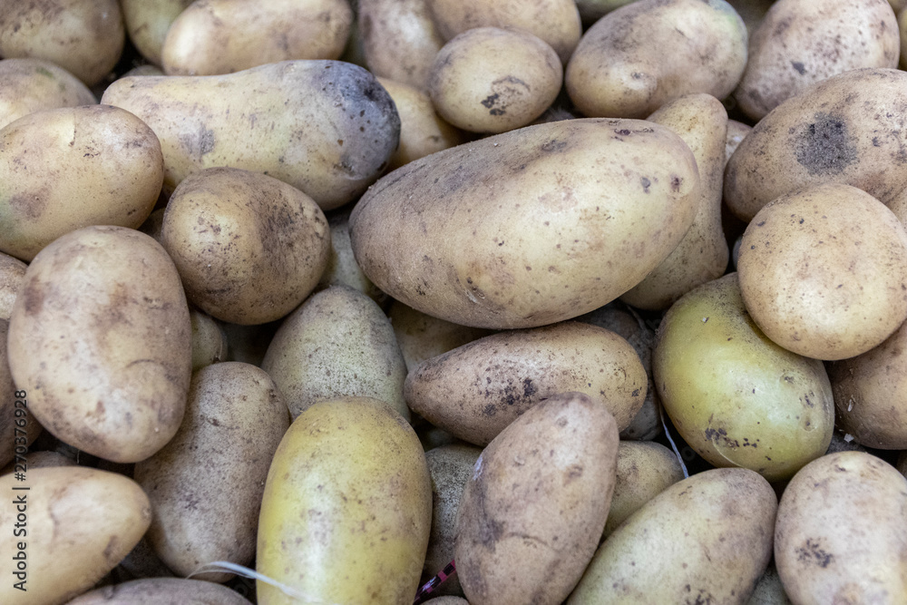 lots of potatoes. fresh potato with traces of earth on the skin. dirty raw potatoes in large quantity, not washed. Harvest of fresh young potatoes. Lots of potatoes, in a pile.