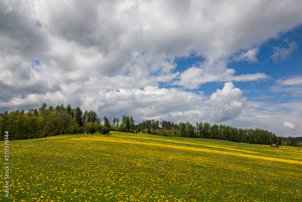 Obraz premium Spring meadow in Niedzica, Malopolskie, Poland