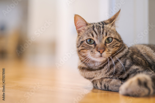 Beautiful short hair cat lying on the floor at home