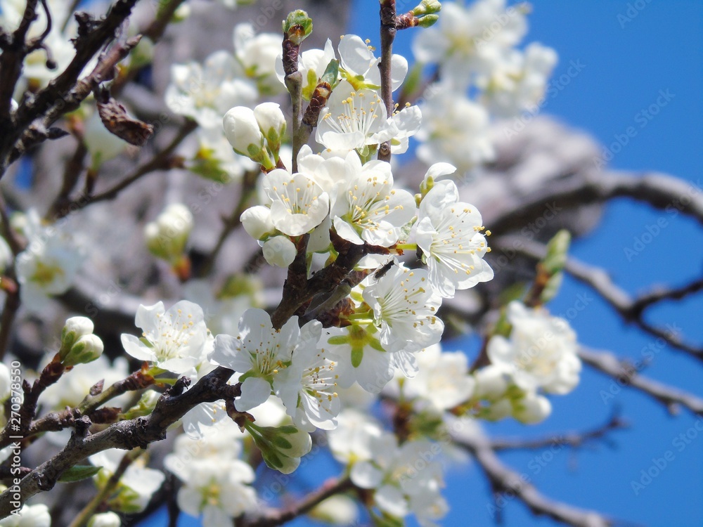 An amazing caption of some spring flowers from the village with blue sky in the background and clouds in a gray tone. An amazing caption of some spring flowers from the village with blue sky in the background and clouds in a gray tone.
