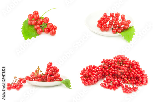 Collage of branch of red viburnum berries on a white background cutout