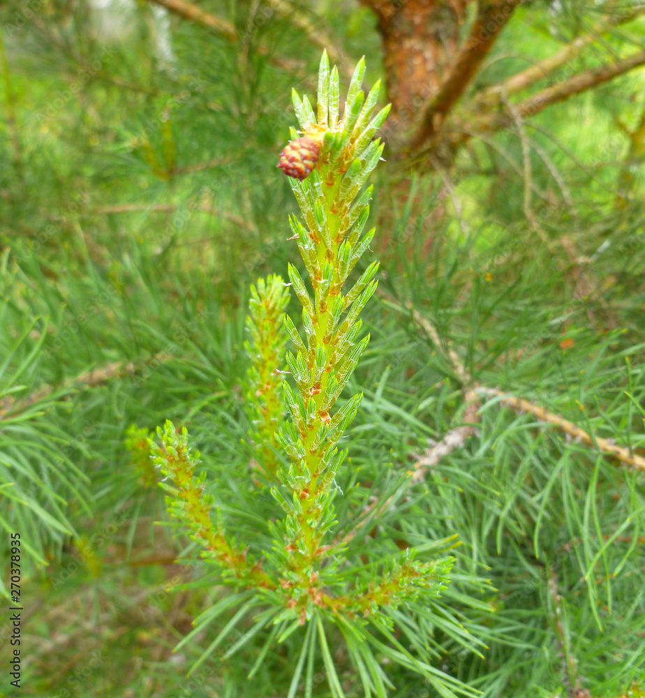 Pine branch blooming in spring. Scots pine branches with fluffy sprout and male cones buds. Mediterranean pine (umbrella, parasol or Italian stone). Close up, selective focus. Pine branch blooming in spring. Scots pine branches with fluffy sprout and male cones buds. Mediterranean pine (umbrella, parasol or Italian stone). Close up, selective focus.