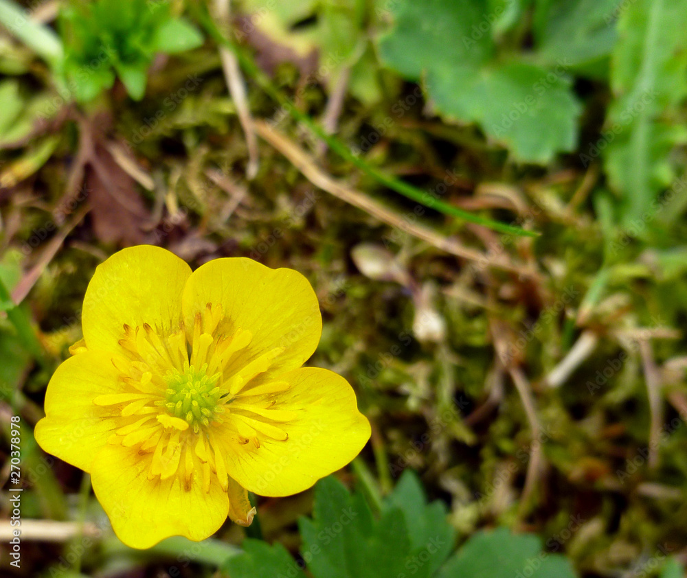 Close up of a Common Buttercup yellow flowers on green grass background. Ranunculus acris (meadow buttercup, tall buttercup, giant buttercup). Belarus, Grodno gardens. Close up of a Common Buttercup yellow flowers on green grass background. Ranunculus acris (meadow buttercup, tall buttercup, giant buttercup). Belarus, Grodno gardens.