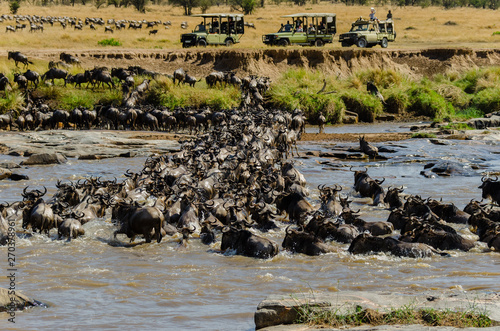 Panicked wildebeest hastily cross the Mara River in the Serengeti, Tanzania during the Great Migration photo