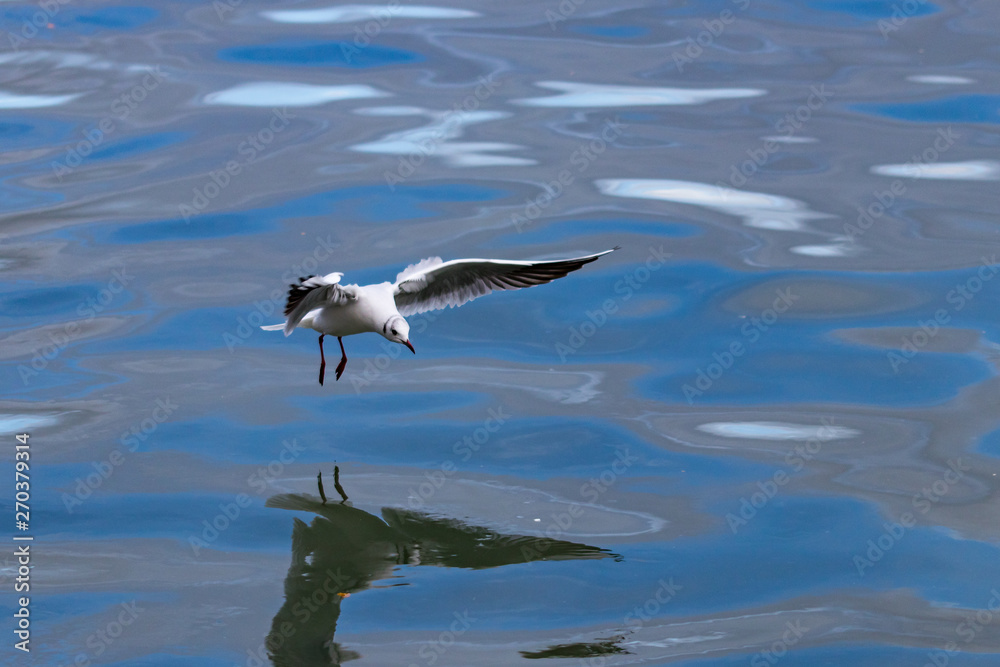 seagull in flight seagull in flight