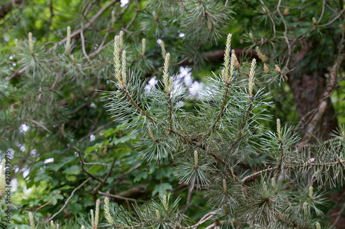 Green pine branch in the coniferous forest