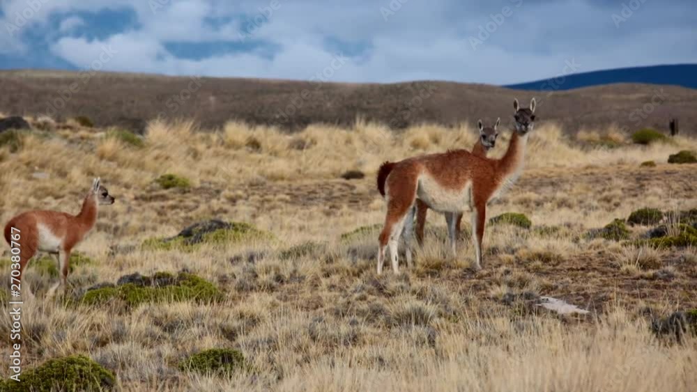 Guanaco Guanaco