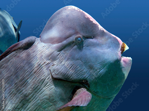 Close up of the head of a Bumphead Parrotfish.