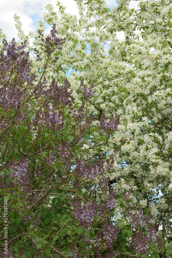 Apple and lilac blossom Apple and lilac blossom
