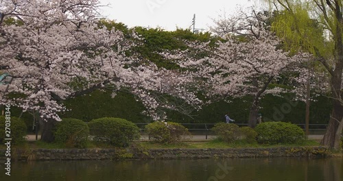 Cherry blossom at the park near the river daytime cloudy long shot photo