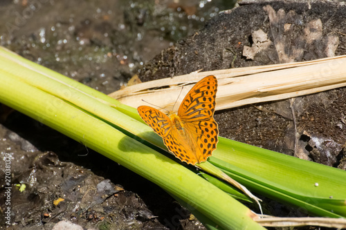 Slika na platnu Male silver-washed fritillary (Argynnis paphia) perched on fallen reed