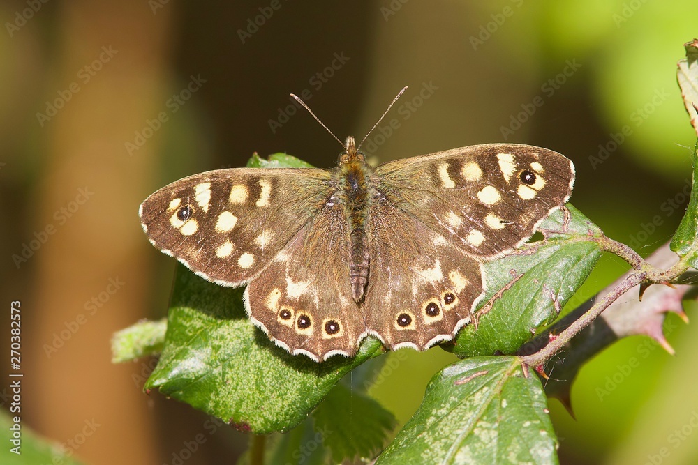 A Speckled Wood butterfly, Pararge aegeria resting in the spring sunshine. A Speckled Wood butterfly, Pararge aegeria resting in the spring sunshine.