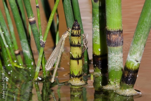 A teneral Azure Damselfly drying its wings in the afternoon sun with exuviae on the same stem. photo