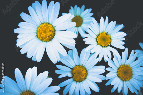 A group of white daisy flowers.