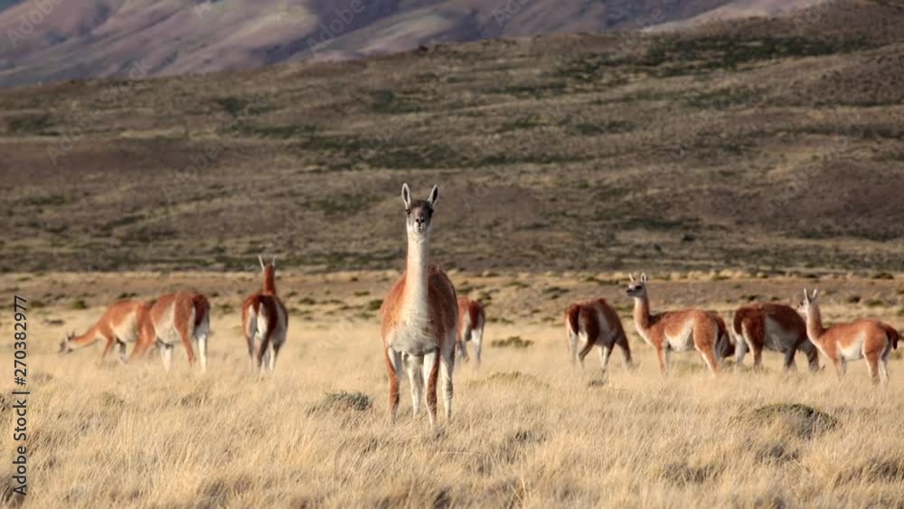 Guanaco