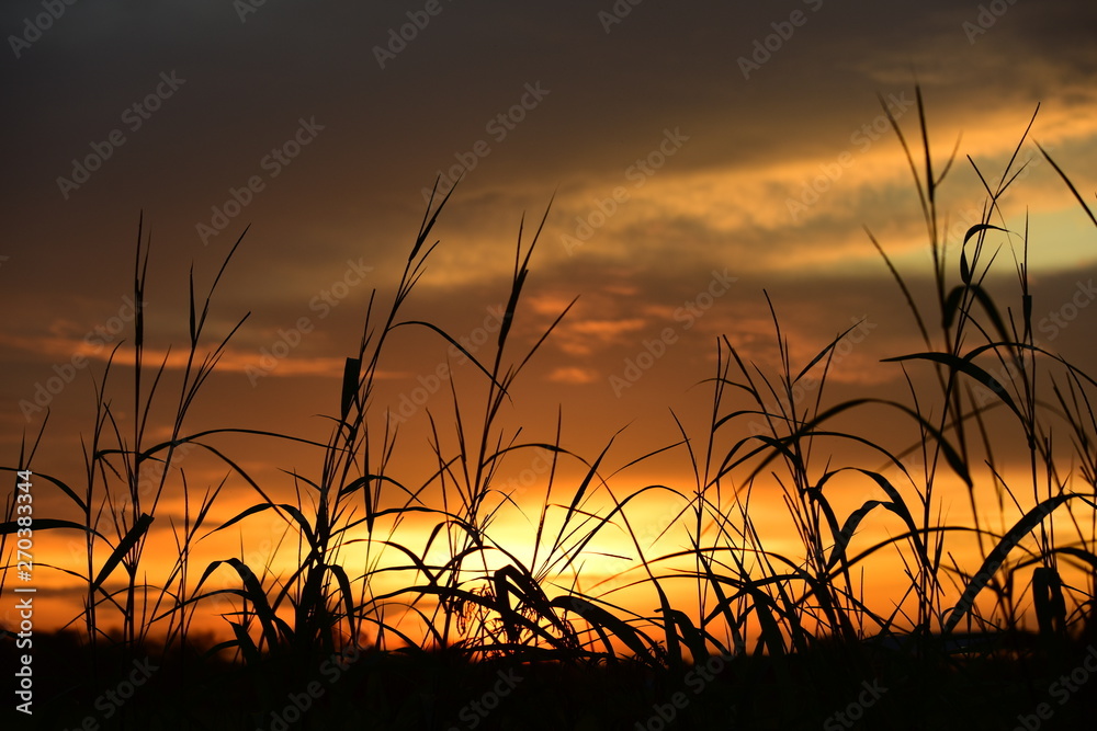 Sunset and grass along the forest and golden yellow sky in the fields