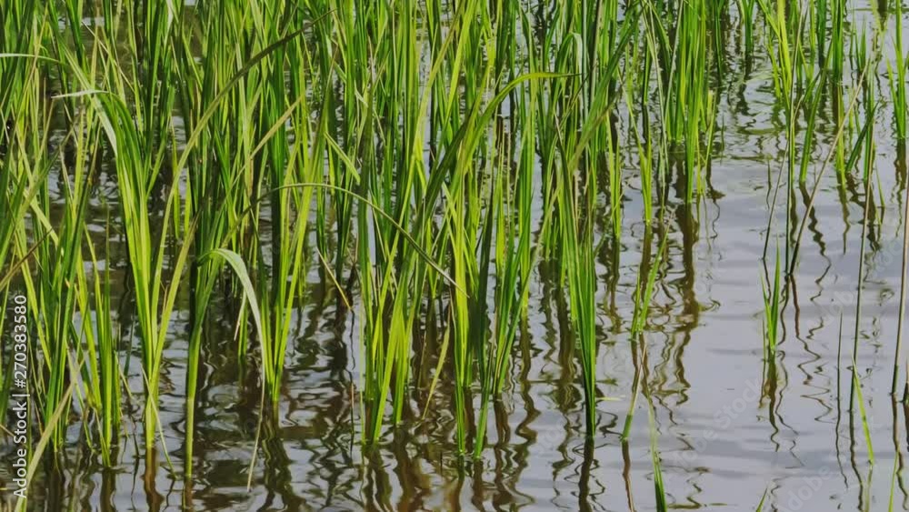 lake landscape, stems of reeds reflected in water lake landscape, stems of reeds reflected in water