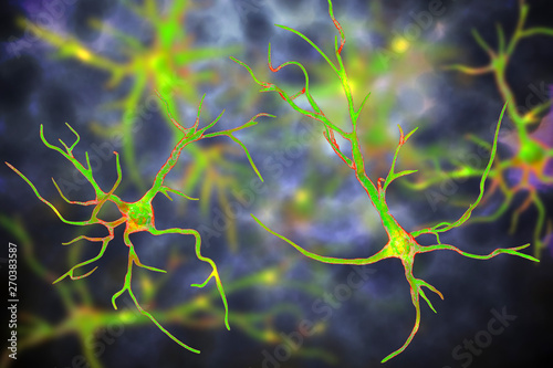 Astrocytes, brain glial cells, 3D illustration. Astrocytes, also known as astroglia, connect neuronal cells to blood vessels, play role in immune responce against Toxoplasma gondii photo