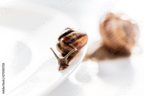 Garden snails isolated on white background
