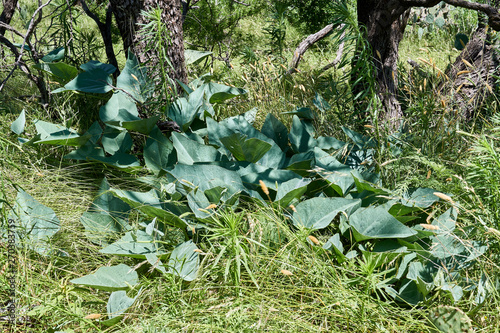 Buffalo Gourd plant growing wild in the mesquite forst of Texas