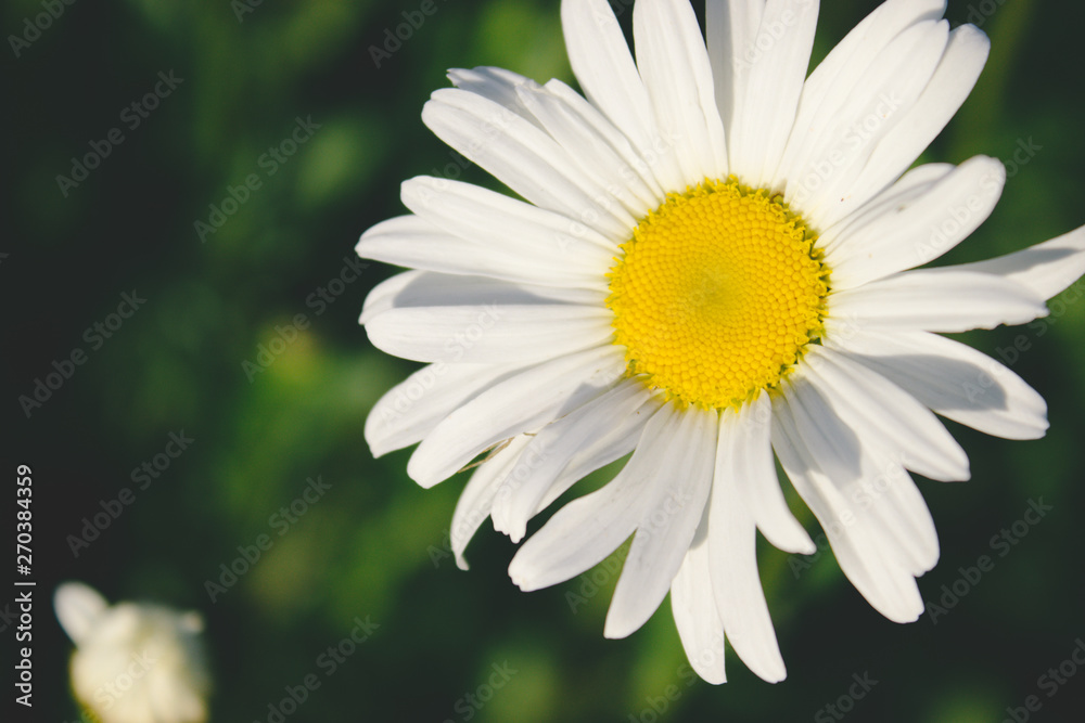 Fototapeta premium daisy closeup on a green grass background.