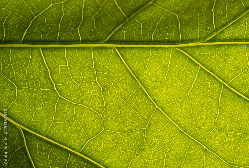 Texture of a green leaf. Green leaf macro. Texture of a green leaf. Green leaf macro.