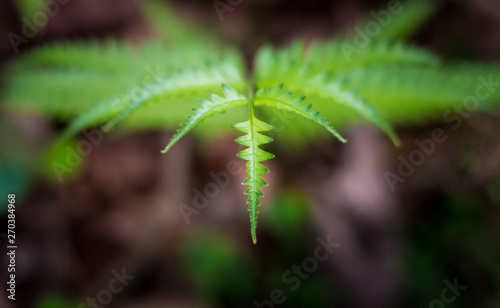 Southern shield fern, Thelypteris kunthii or Dryopteris normalis, is an adaptable and easy to grow deciduous native fern photo