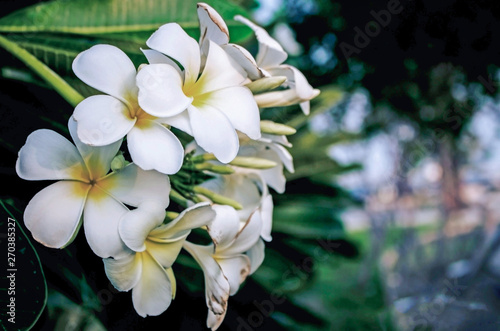 White flowers - Plumeria alba Frangipani photo