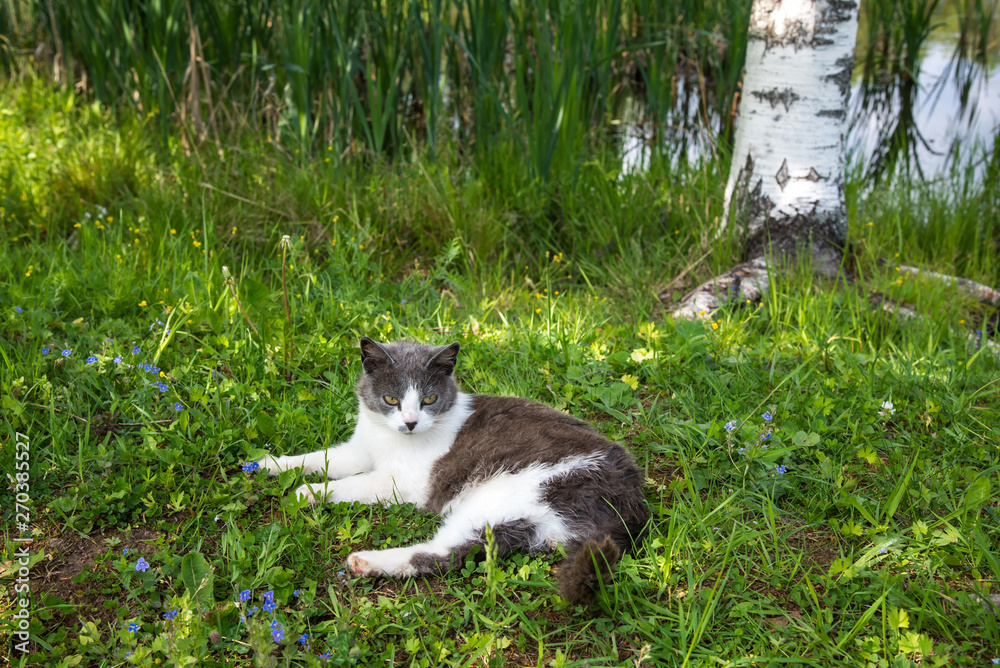 Gray cat walking in the summer nature green grass. Young adorable cat is playing in the yard Gray cat walking in the summer nature green grass. Young adorable cat is playing in the yard