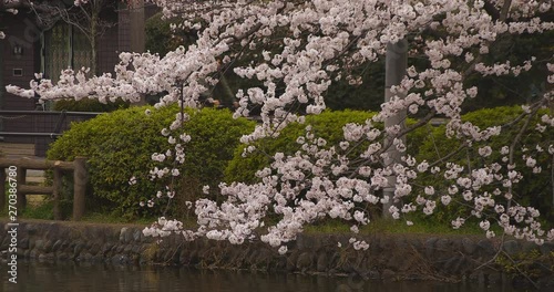 Cherry blossom at the park near the river daytime cloudy long shot photo