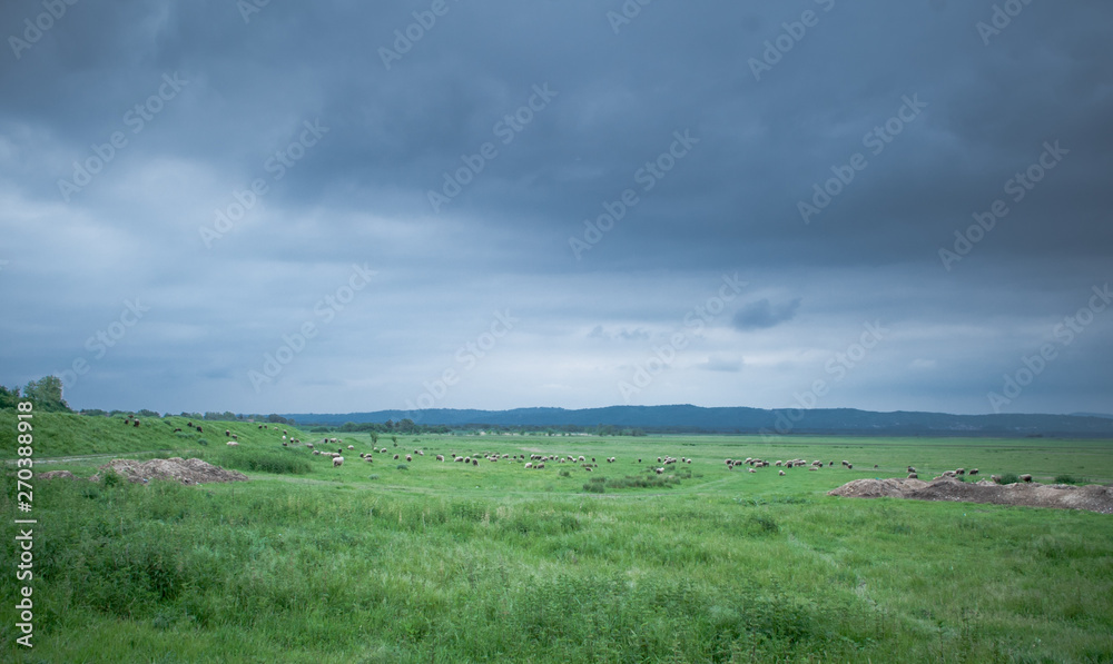 Flock of sheep grazing on beautiful green meadow under blue cloudy sky. Sheep in nature Flock of sheep grazing on beautiful green meadow under blue cloudy sky. Sheep in nature