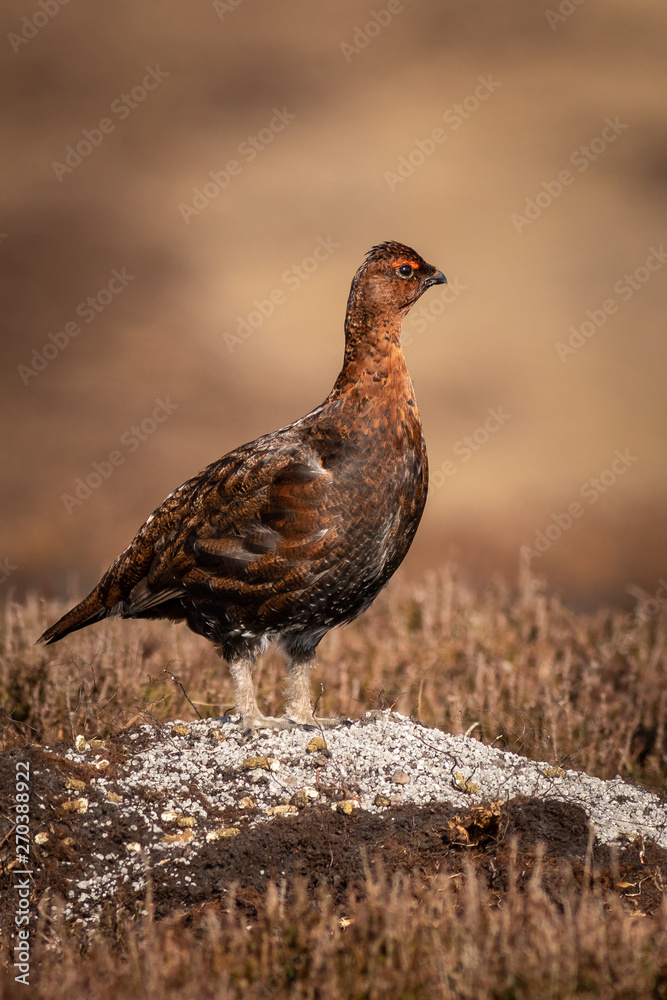 Red grouse (Lagopus lagopus) Red grouse (Lagopus lagopus)