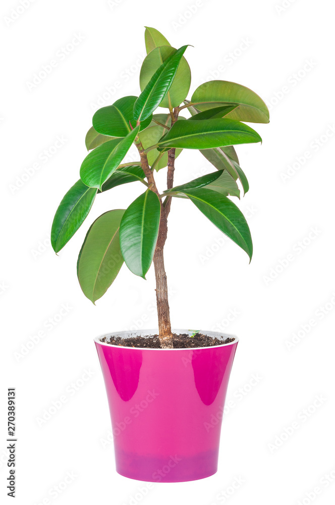 Ficus elastica plant in red pot isolated on white background Ficus elastica plant in red pot isolated on white background