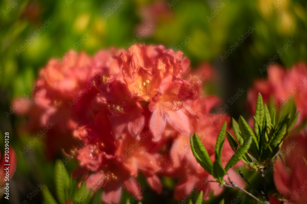 Rhododendron flowers in the garden