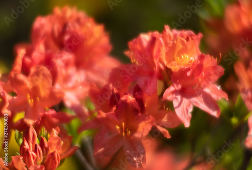 Rhododendron flowers in the garden