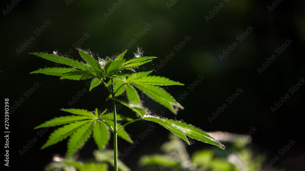 Beetle hid in hemp foliage.Openwork sheet of hemp.A branch of hemp in the sun.Medicinal herb of the southern region.A green, large sheet of cannabis.Light bokeh, openwork leaf of hemp bush.Poplar fluf Beetle hid in hemp foliage.Openwork sheet of hemp.A branch of hemp in the sun.Medicinal herb of the southern region.A green, large sheet of cannabis.Light bokeh, openwork leaf of hemp bush.Poplar fluf