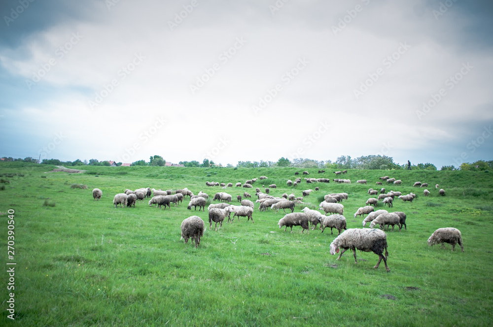 Flock of sheep grazing on beautiful green meadow under blue cloudy sky. Sheep in nature Flock of sheep grazing on beautiful green meadow under blue cloudy sky. Sheep in nature