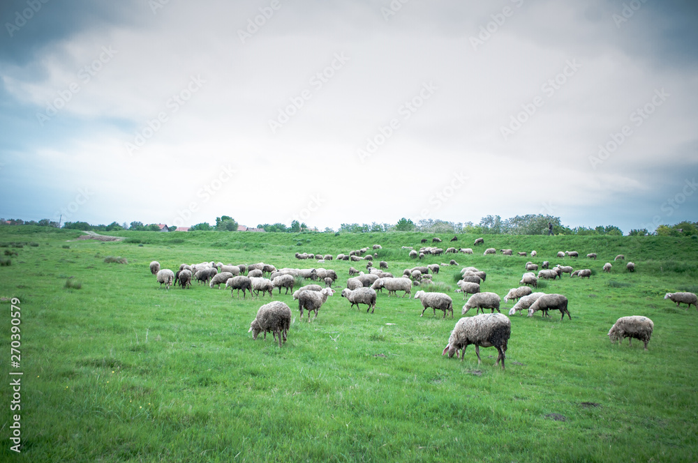 Fototapeta premium Flock of sheep grazing on beautiful green meadow under blue cloudy sky. Sheep in nature