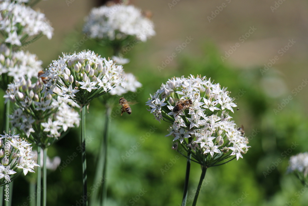 bee flying bee flying