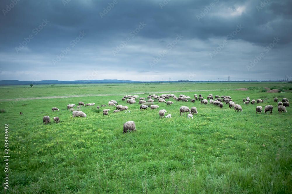 Flock of sheep grazing on beautiful green meadow under blue cloudy sky. Sheep in nature Flock of sheep grazing on beautiful green meadow under blue cloudy sky. Sheep in nature